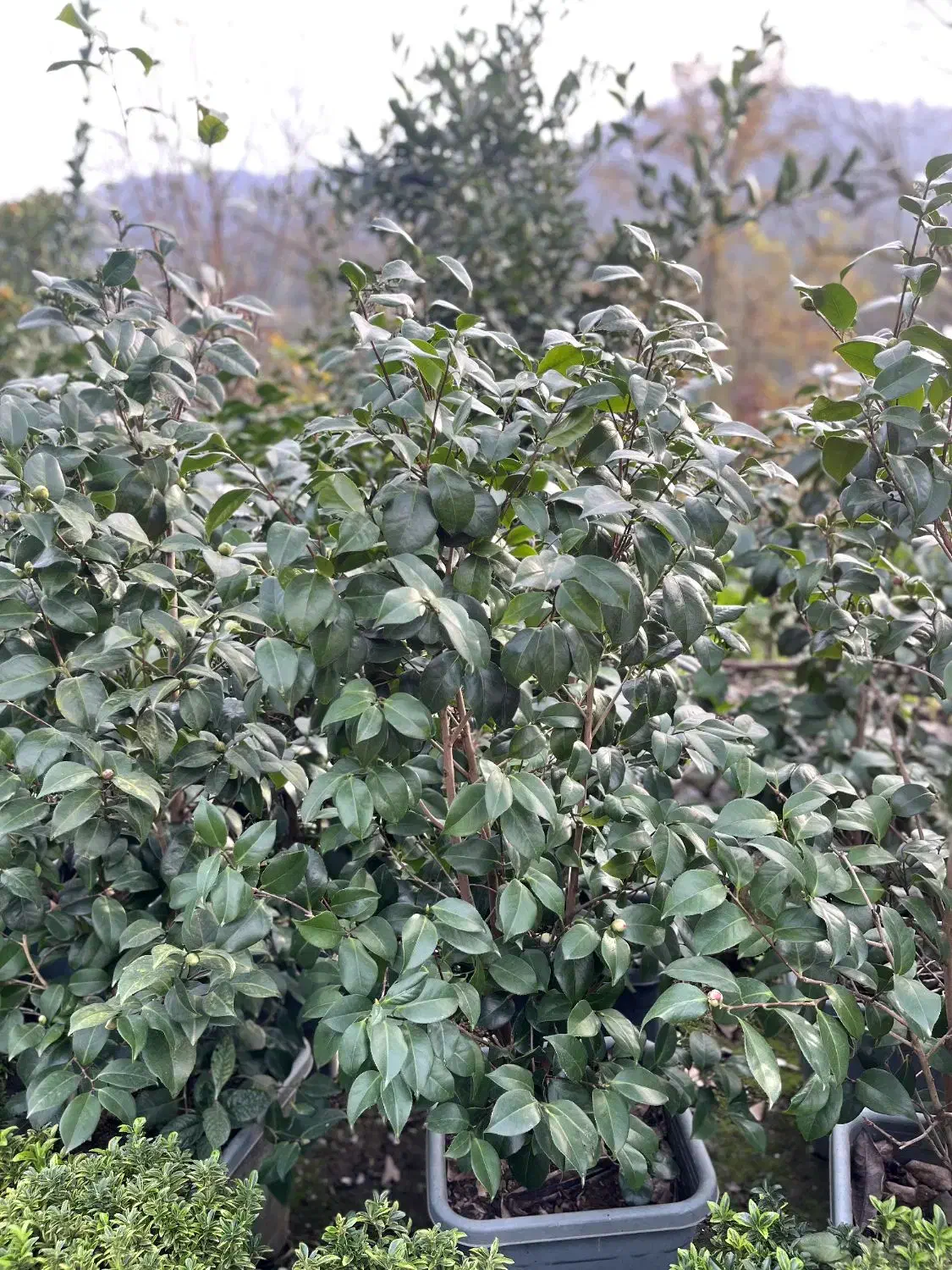 فروش گل کاملیا، ونعنایی ،پایه مورد،|گل و گیاه طبیعی|چابکسر, |دیوار