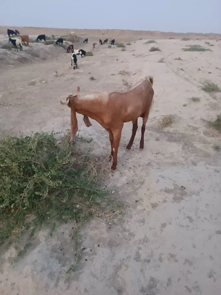 پازن|حیوانات مزرعه|شنبه و طسوج, |دیوار