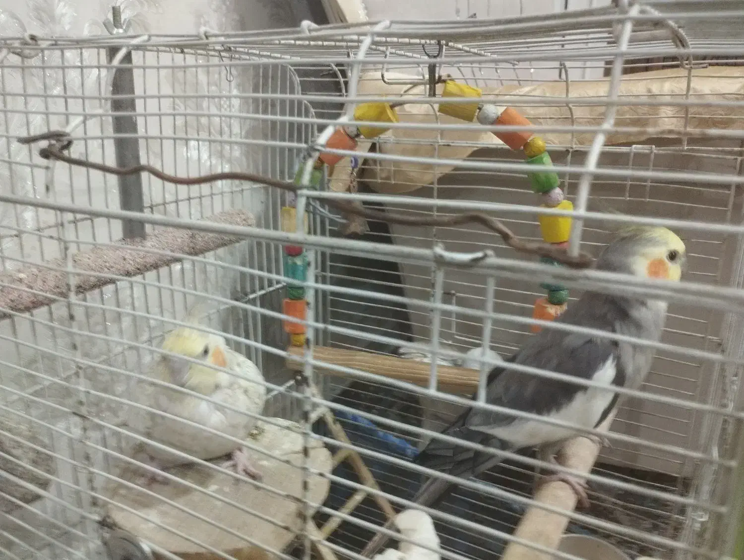 عروس هلندی جوان|پرنده|فشم, |دیوار