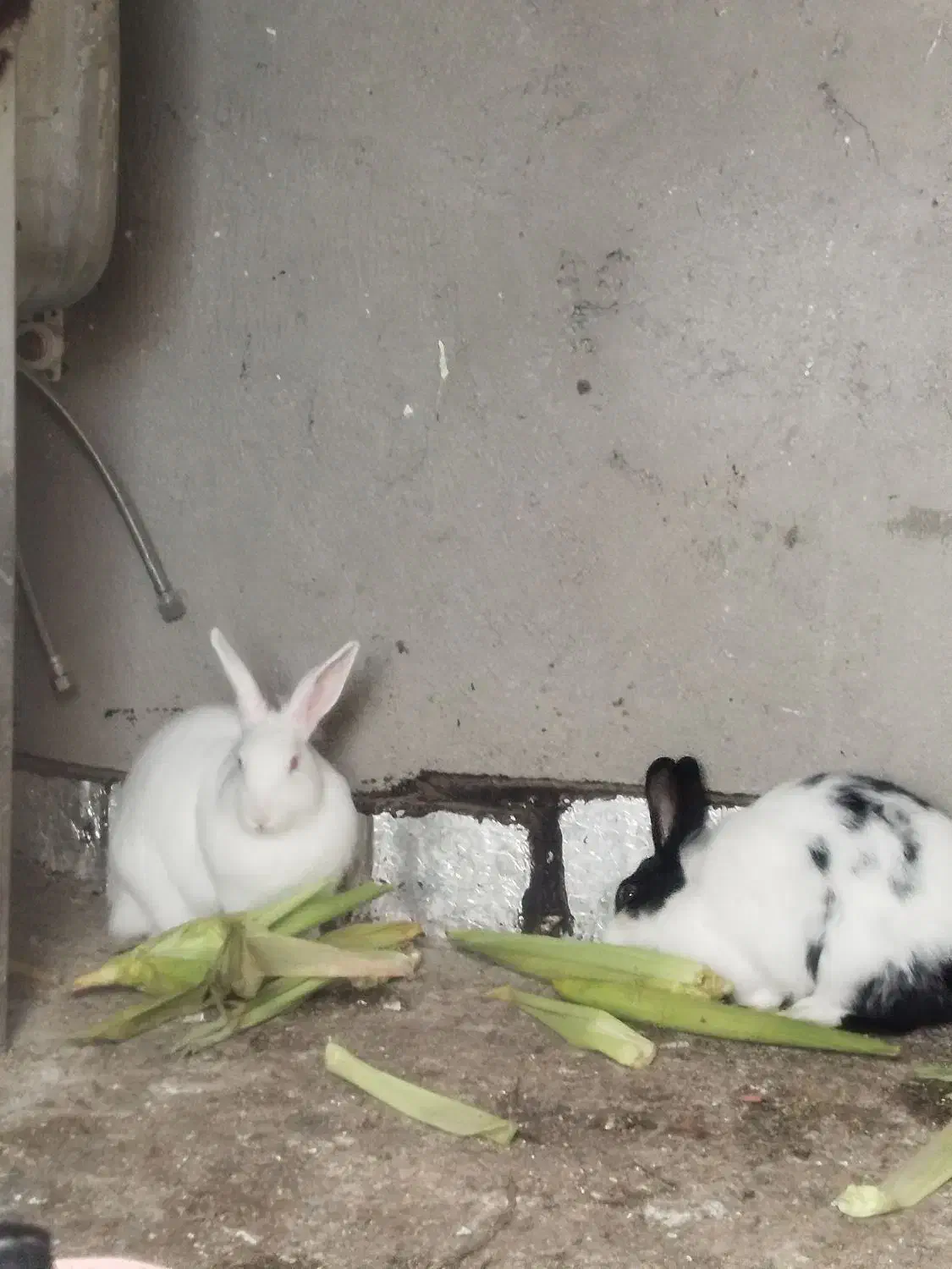 خرگوش۸۰۰۰۰۰۰|موش و خرگوش|پارسآباد, |دیوار