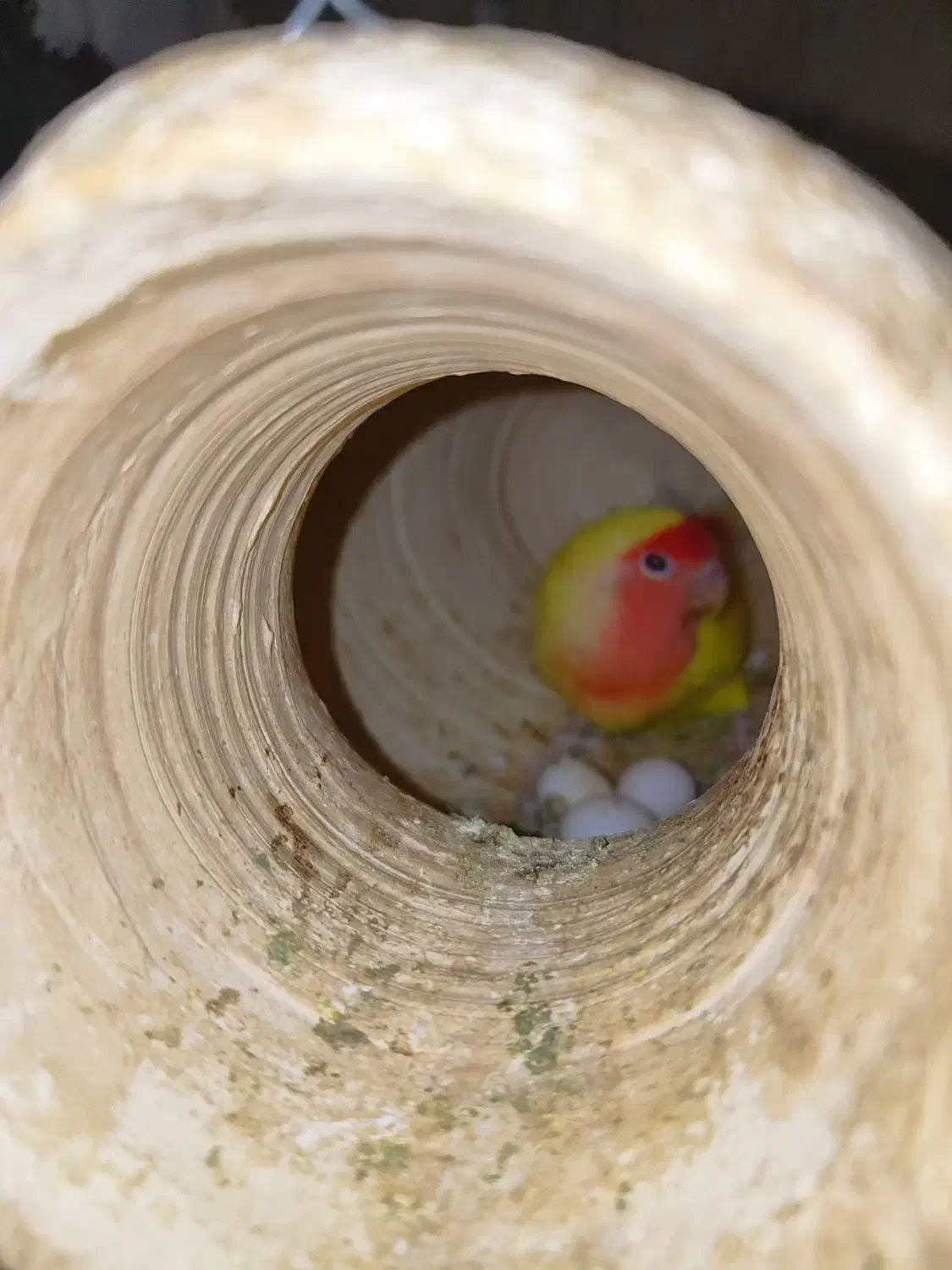 فروش چهار جفت طوطی برزیلی مولد درجه یک|پرنده|اشکنان, |دیوار