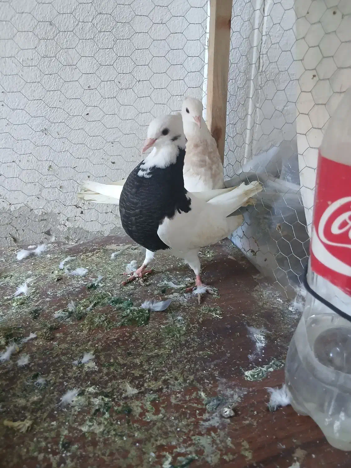 گفتر رنگی|پرنده|ساری, |دیوار