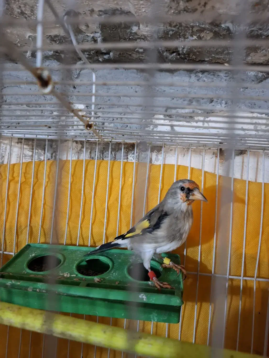 سهره نر تازه صاف و ریز و درشت میخونه|پرنده|تربت‌حیدریه, پائین ولایت|دیوار