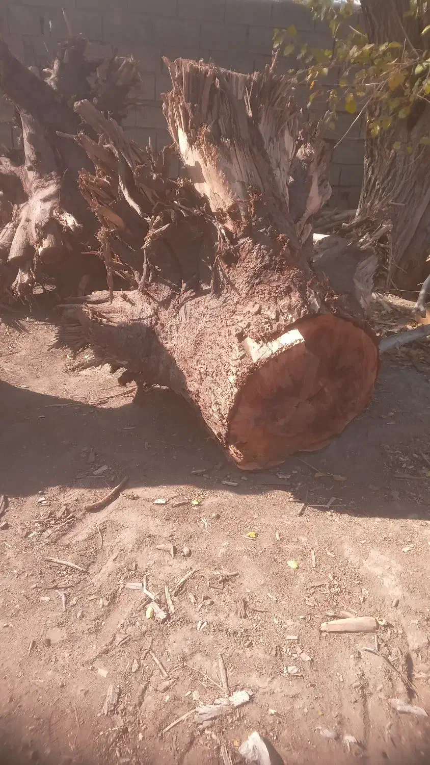 ریشه درخت گردو|گل و گیاه طبیعی|همدان, |دیوار