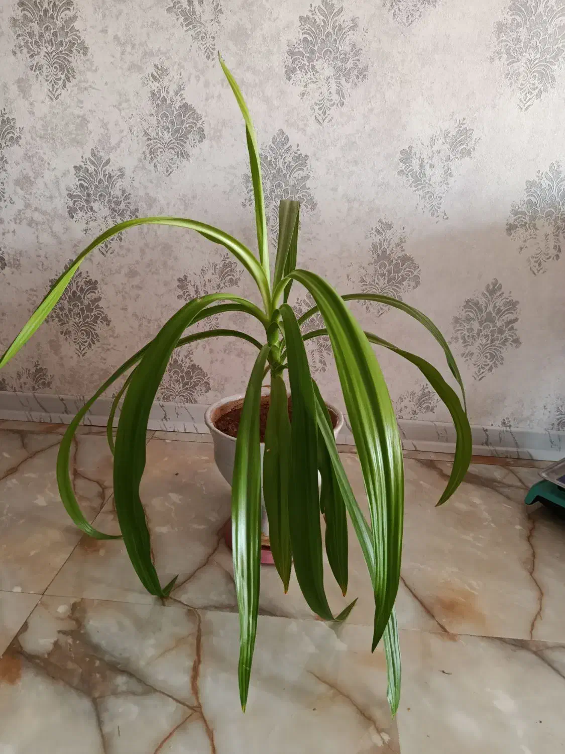 گل ذرتی سبز و بزرگ و شاداب|گل و گیاه طبیعی|شیراز, شهرک والفجر|دیوار