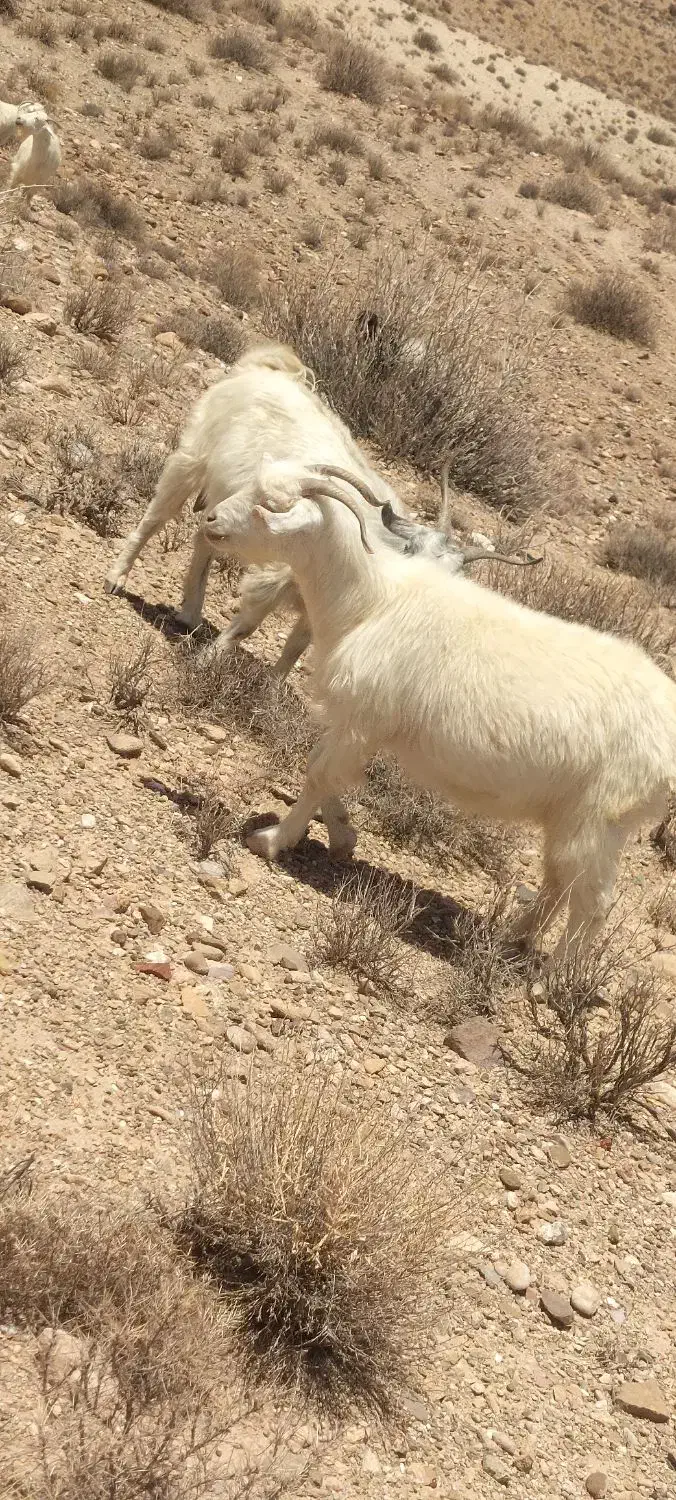 30عدد بز ابست 30روز دیگه میزاین|حیوانات مزرعه|کرمان, |دیوار