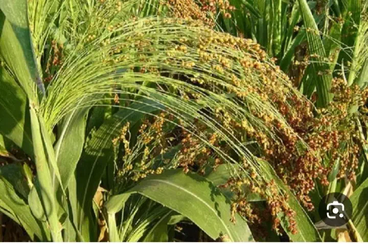 جارو به صورت عمده|جاروبرقی، جارو شارژی، بخارشو|کوهدشت, |دیوار