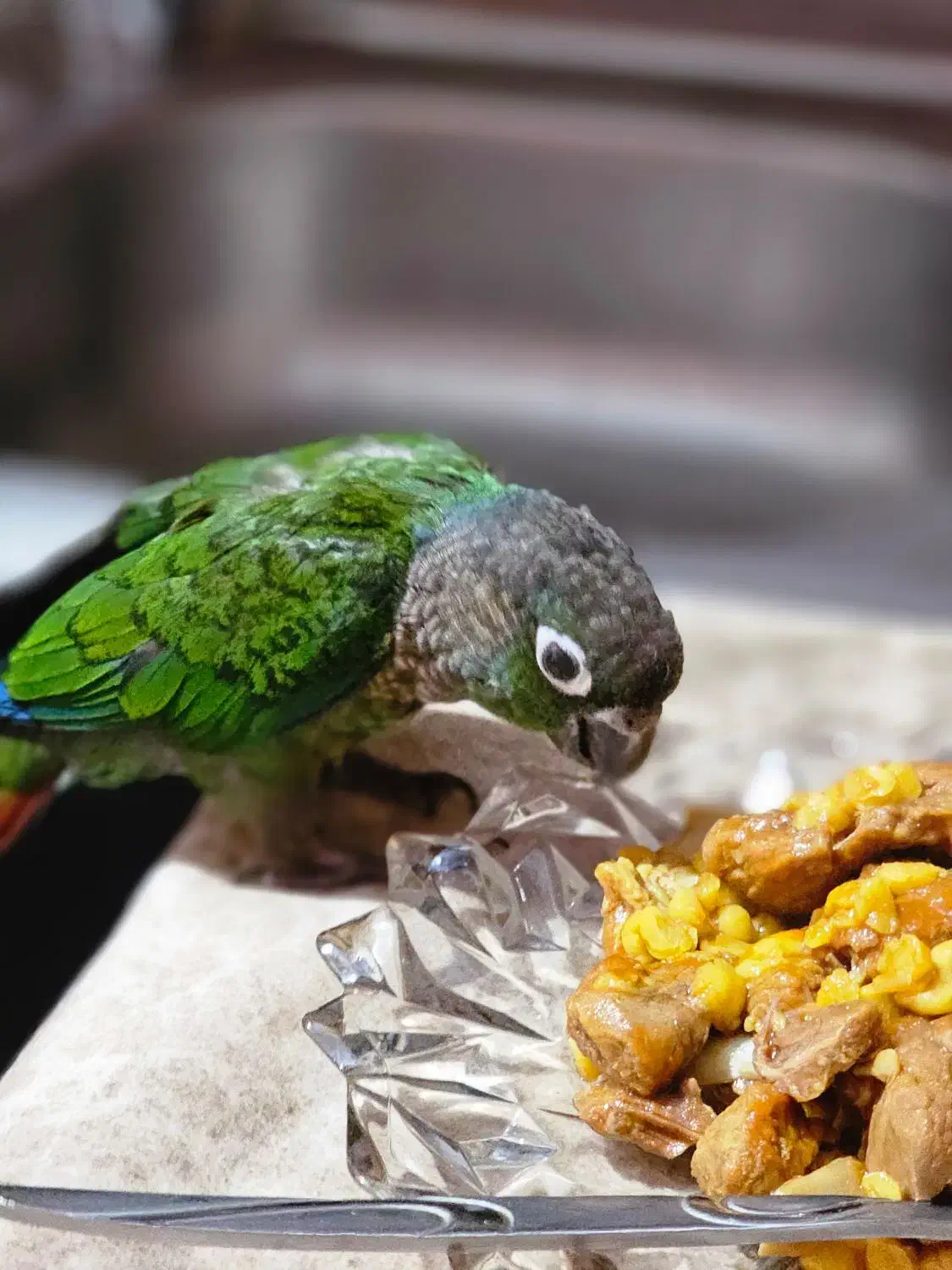 طوطی گمشده|حیوانات|شیراز, شاپورجان|دیوار