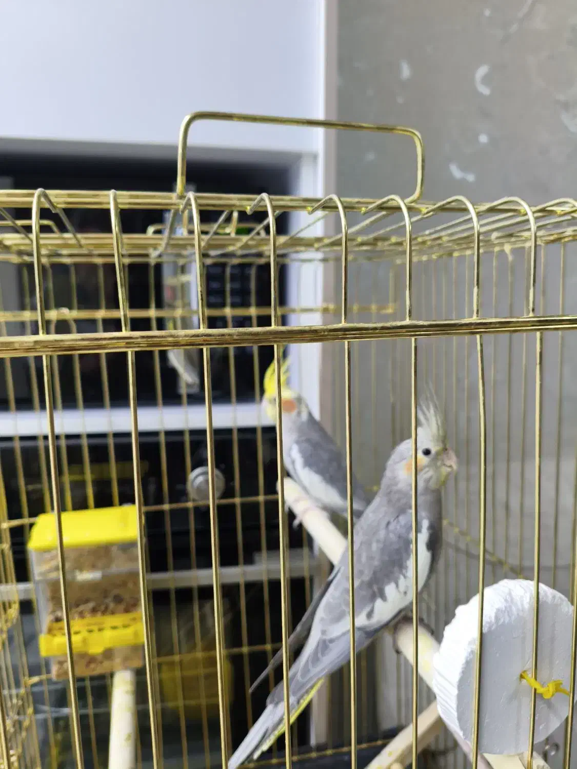 عروس هلندی|پرنده|شاهینشهر, چمران|دیوار