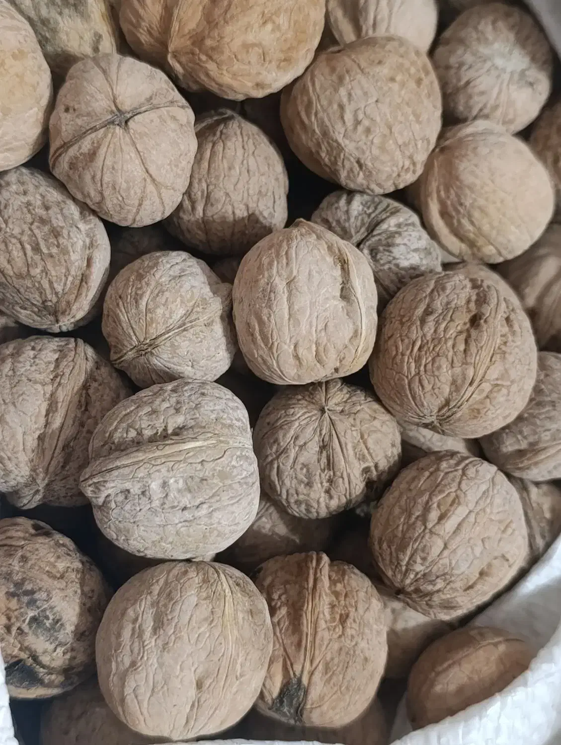 گردو|خوردنی و آشامیدنی|شیراز, آزادگان|دیوار