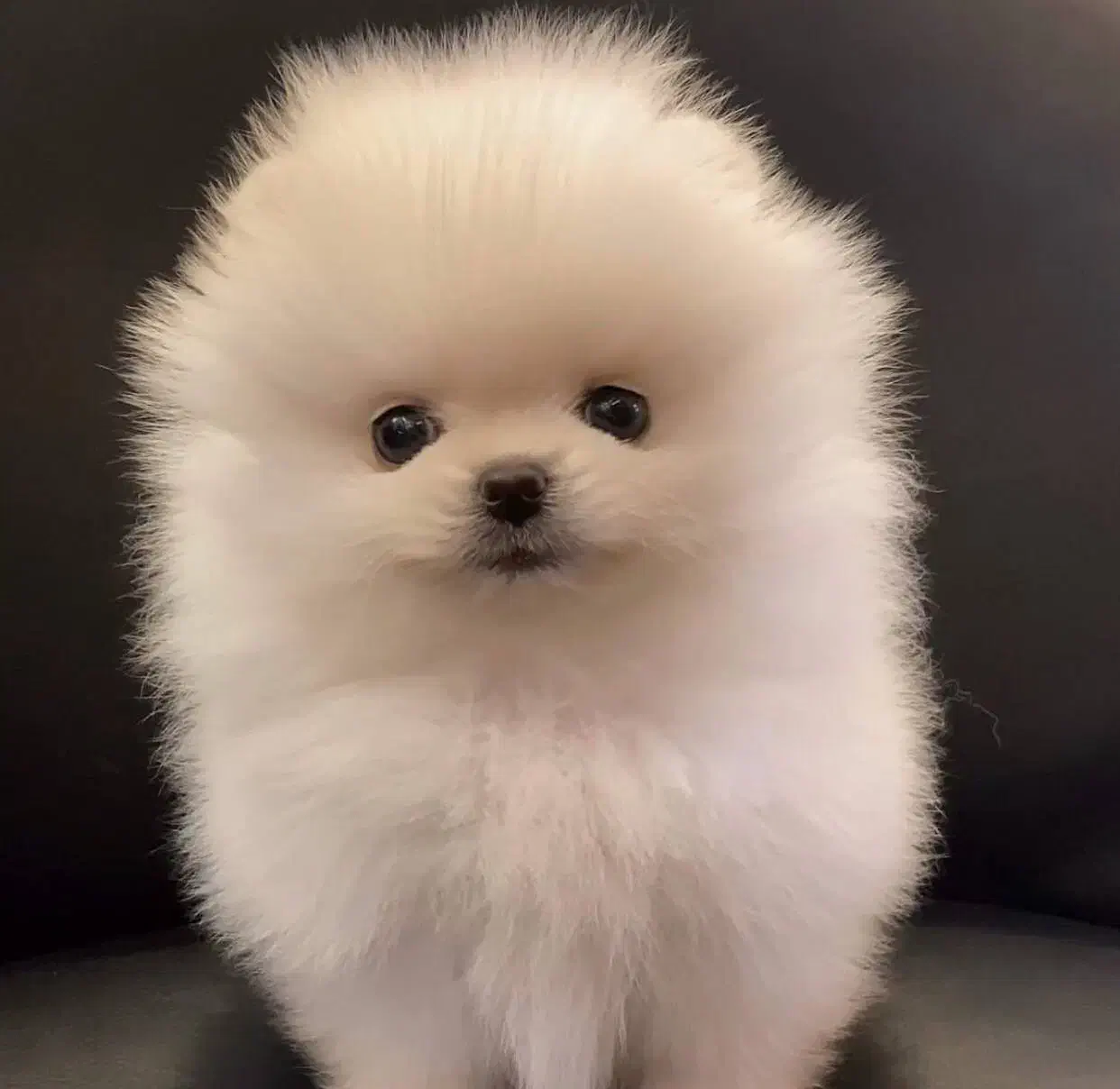 توله پامرانین|سگ|تهران, جنت‌آباد مرکزی|دیوار