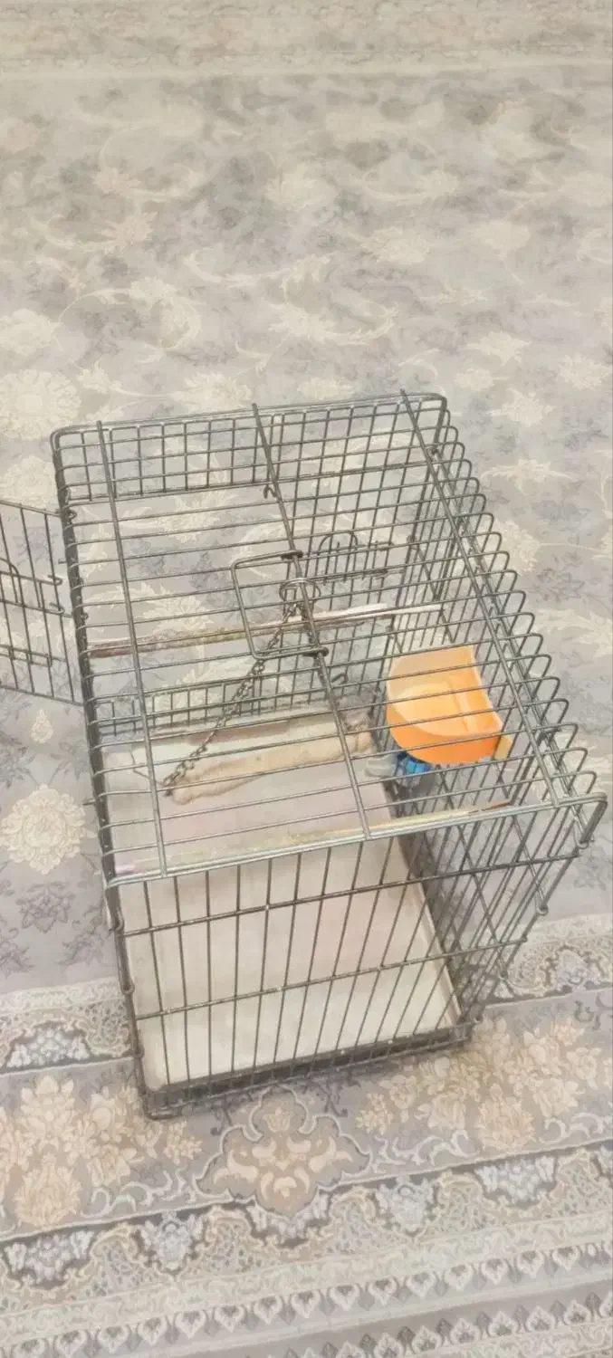 قفس عروس محکم یک عدد ارزون|لوازم جانبی حیوانات|نسیمشهر, |دیوار