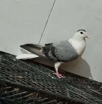 گمشده|حیوانات|اصفهان, دوطفلان|دیوار