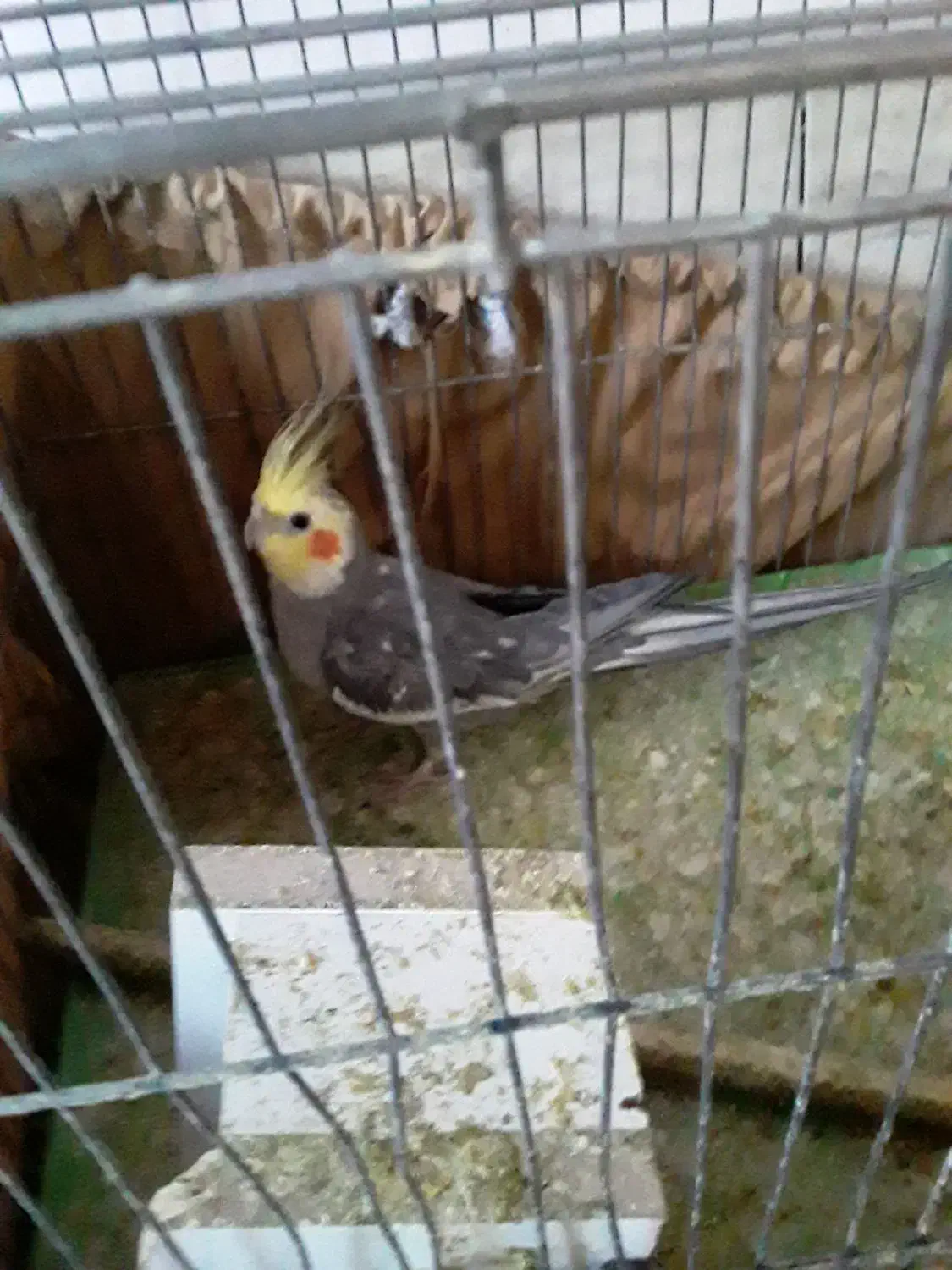 دو عدد عروس هلندی|پرنده|شاهین دژ, |دیوار