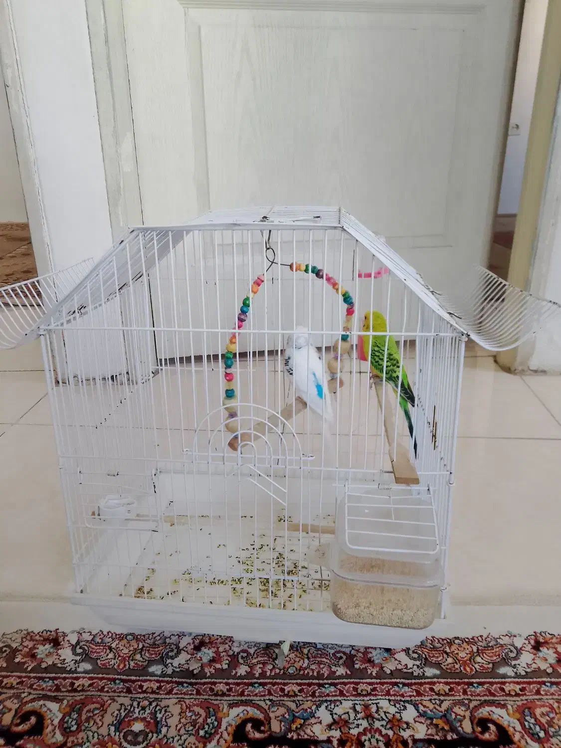 دو عدد مرغ عشق همرا با قفس ۸۰۰هزار تومن|پرنده|بومهن, |دیوار