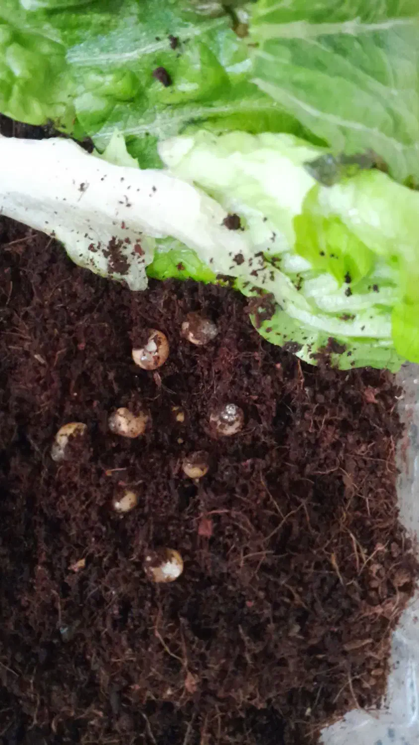 حلزون تخم گزار|خزنده|شیراز, داریون|دیوار