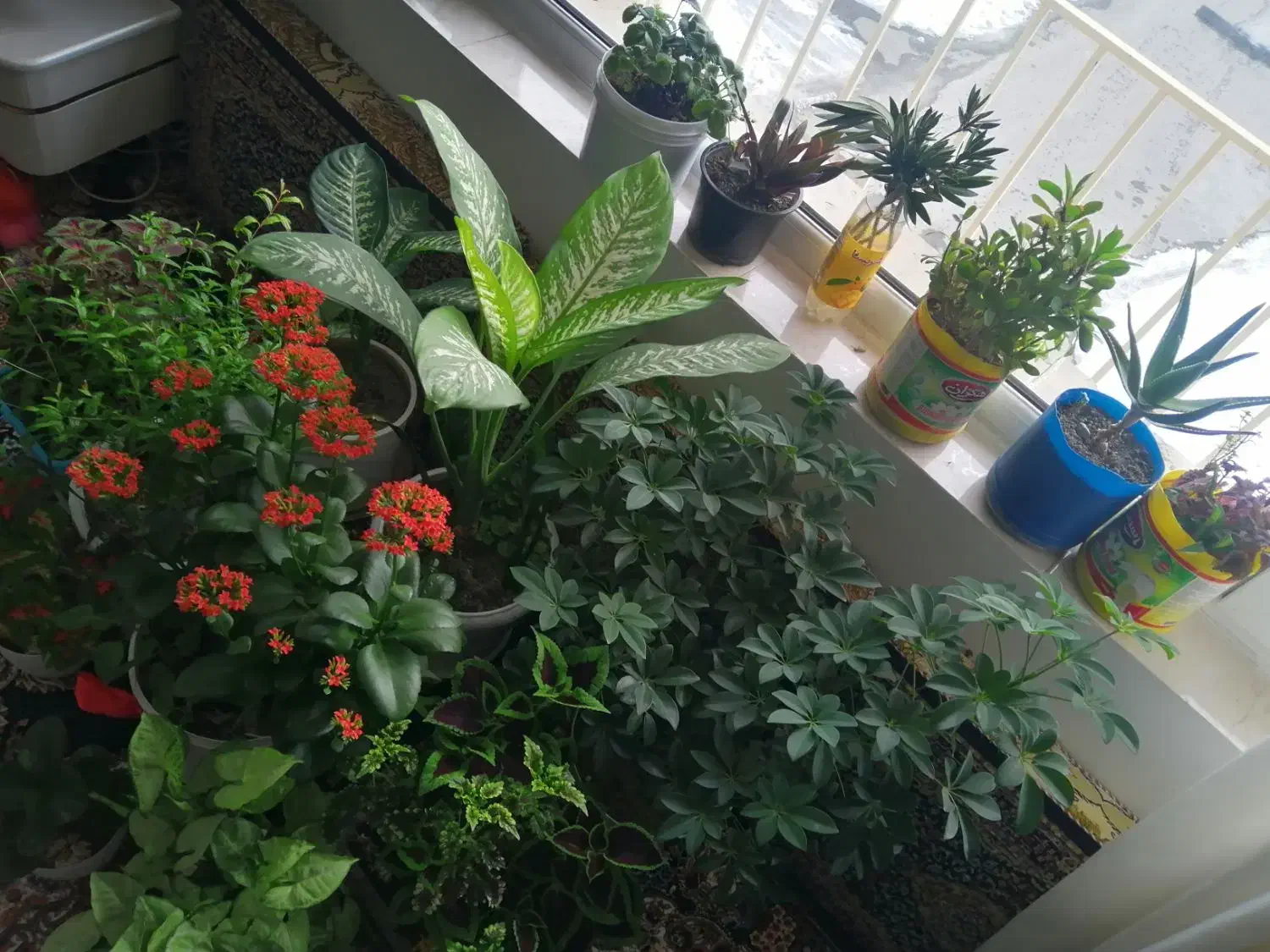 گل و گیاه|گل و گیاه طبیعی|دهگلان, |دیوار