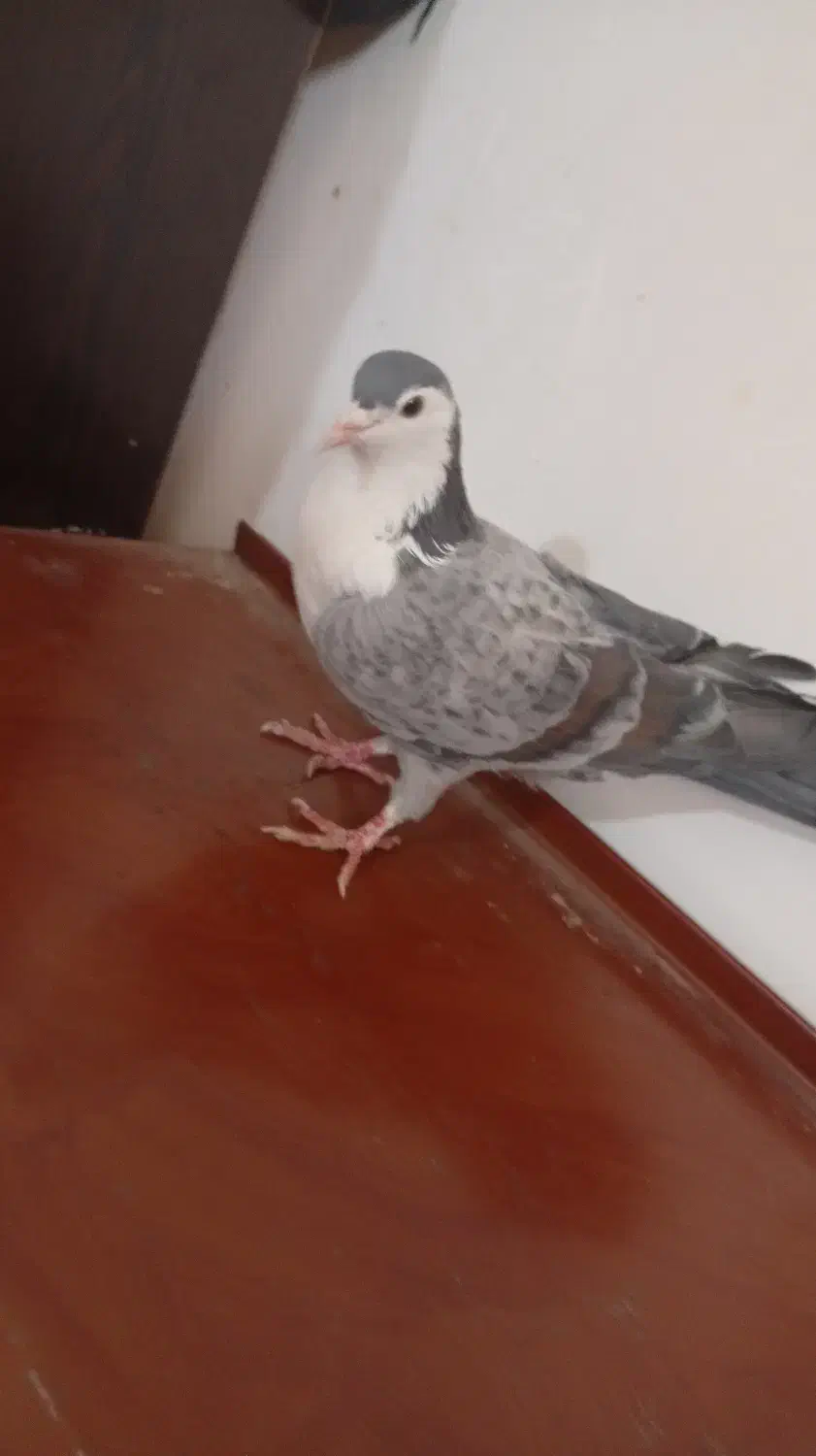 کفتر ریش|پرنده|کرباسک, |دیوار