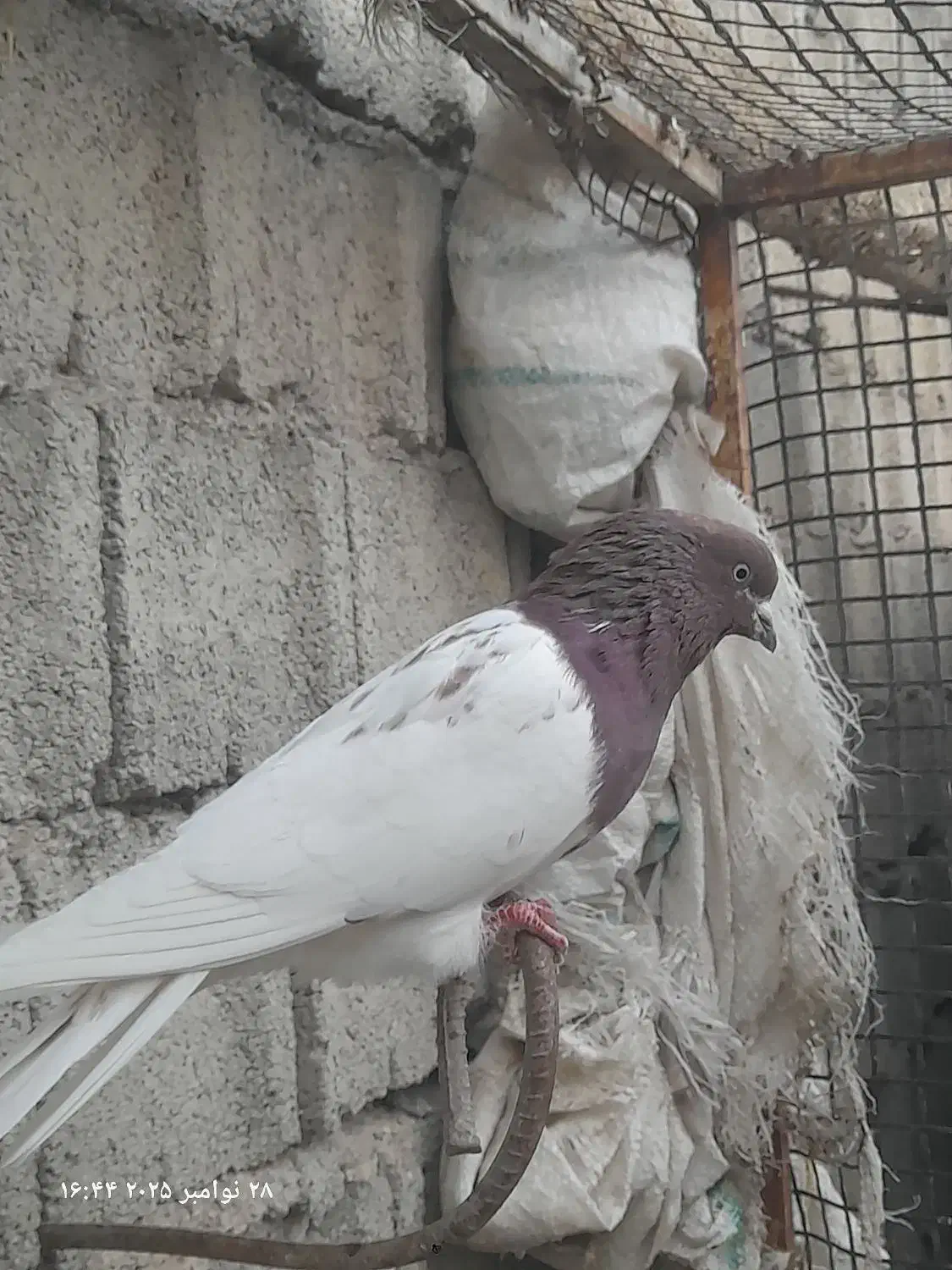 سپع نر و کلفه ماده گرفتنی،|پرنده|ویلکیج, |دیوار