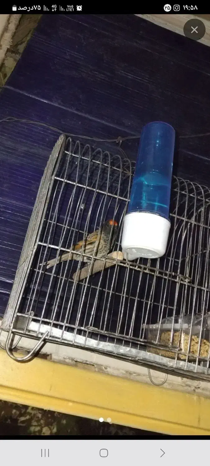 سهره|پرنده|دورود, |دیوار