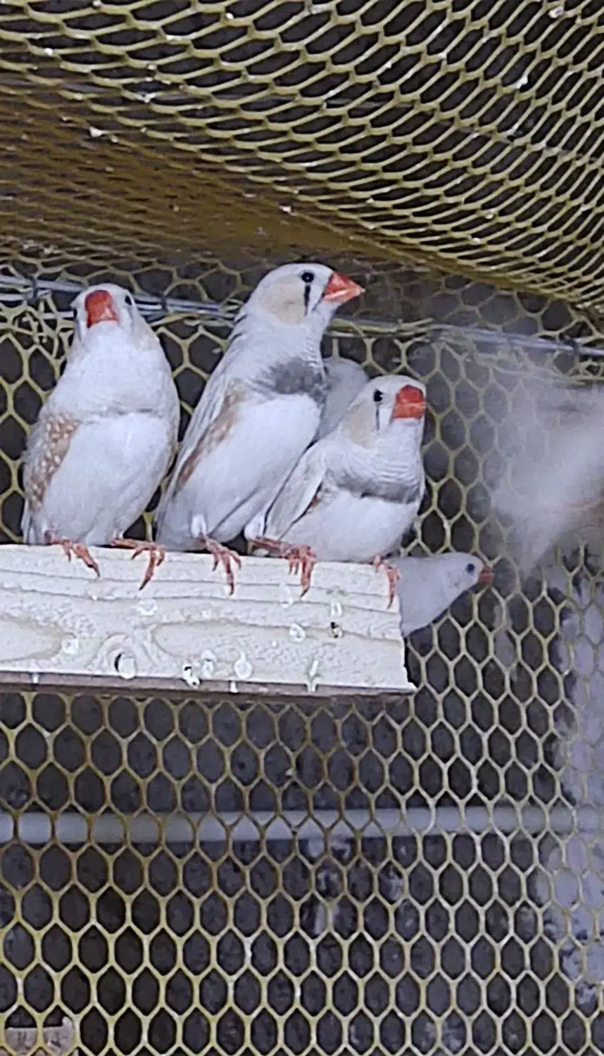 حراج پاییزه فنچ|پرنده|محمدیه-قزوین, |دیوار