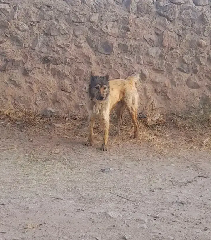 دو عدد سگ سرابی|سگ|تیکمه داش, |دیوار