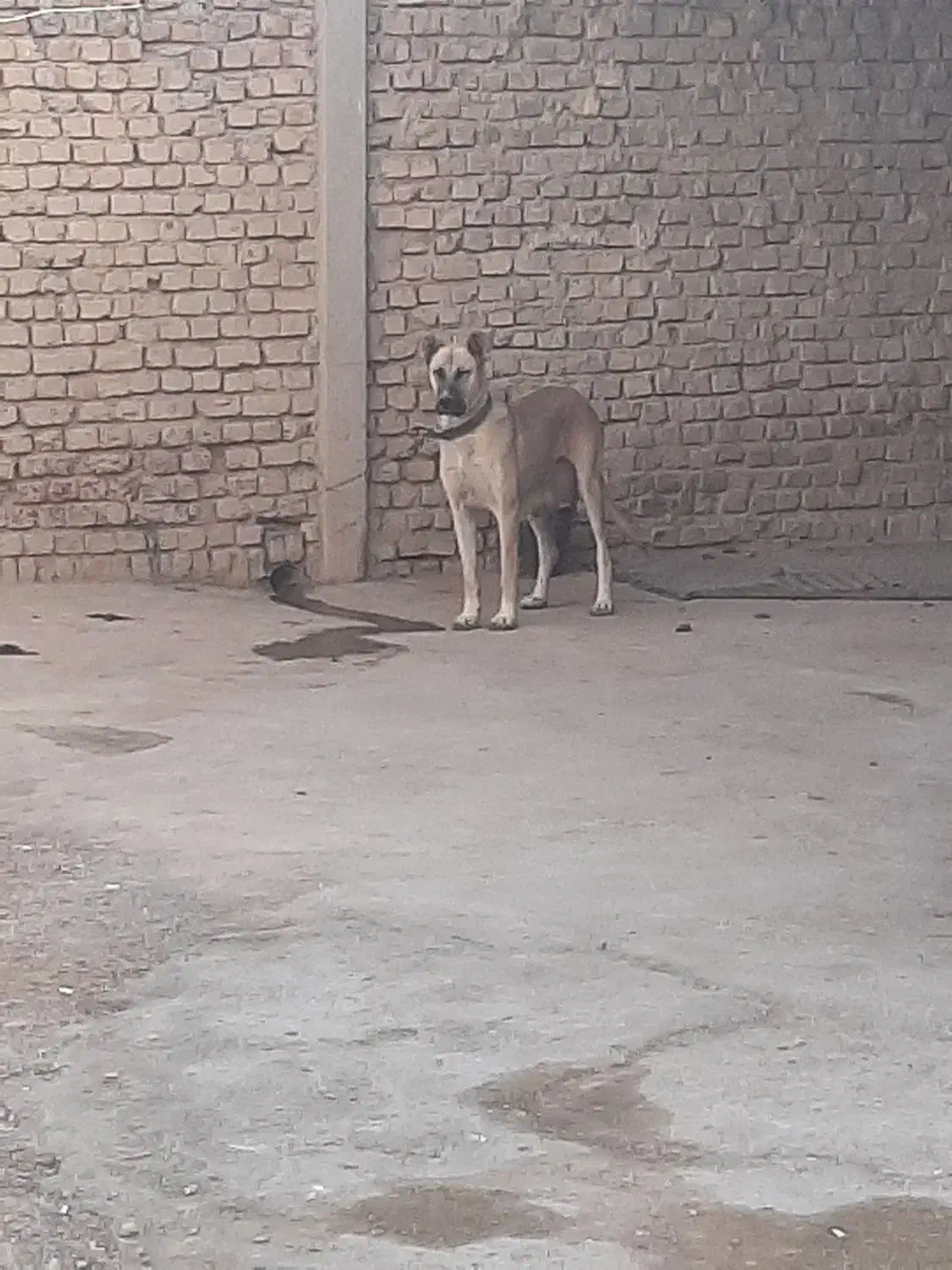 ماده‌سرابی|سگ|نهاوند, |دیوار