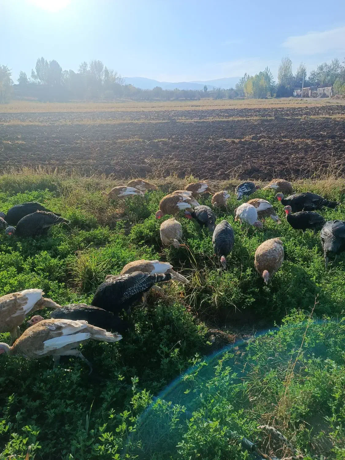 فروش بوقلمون زنده|حیوانات مزرعه|قصابه, |دیوار