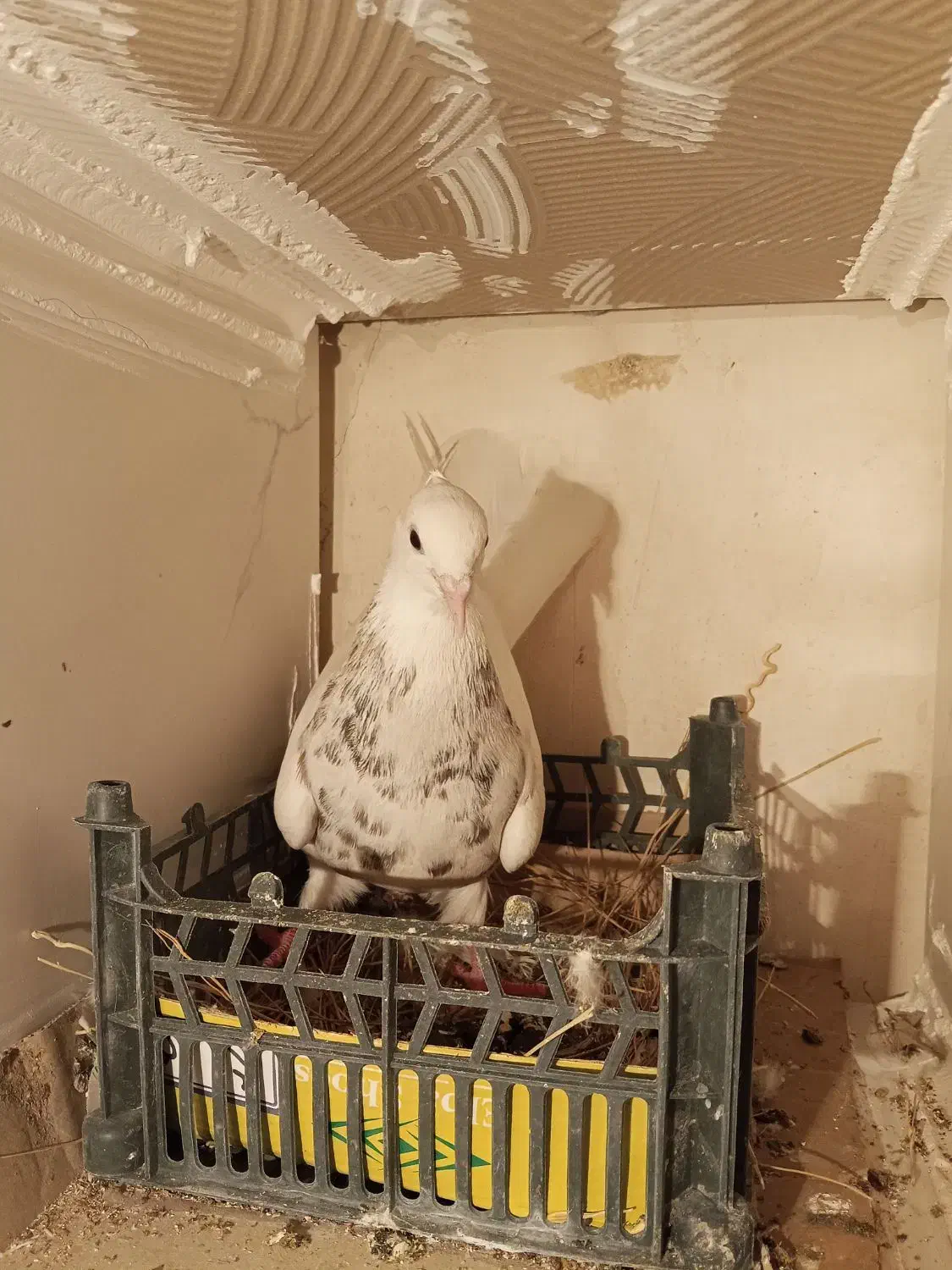 کبوتر طوقی|پرنده|مریوان, |دیوار