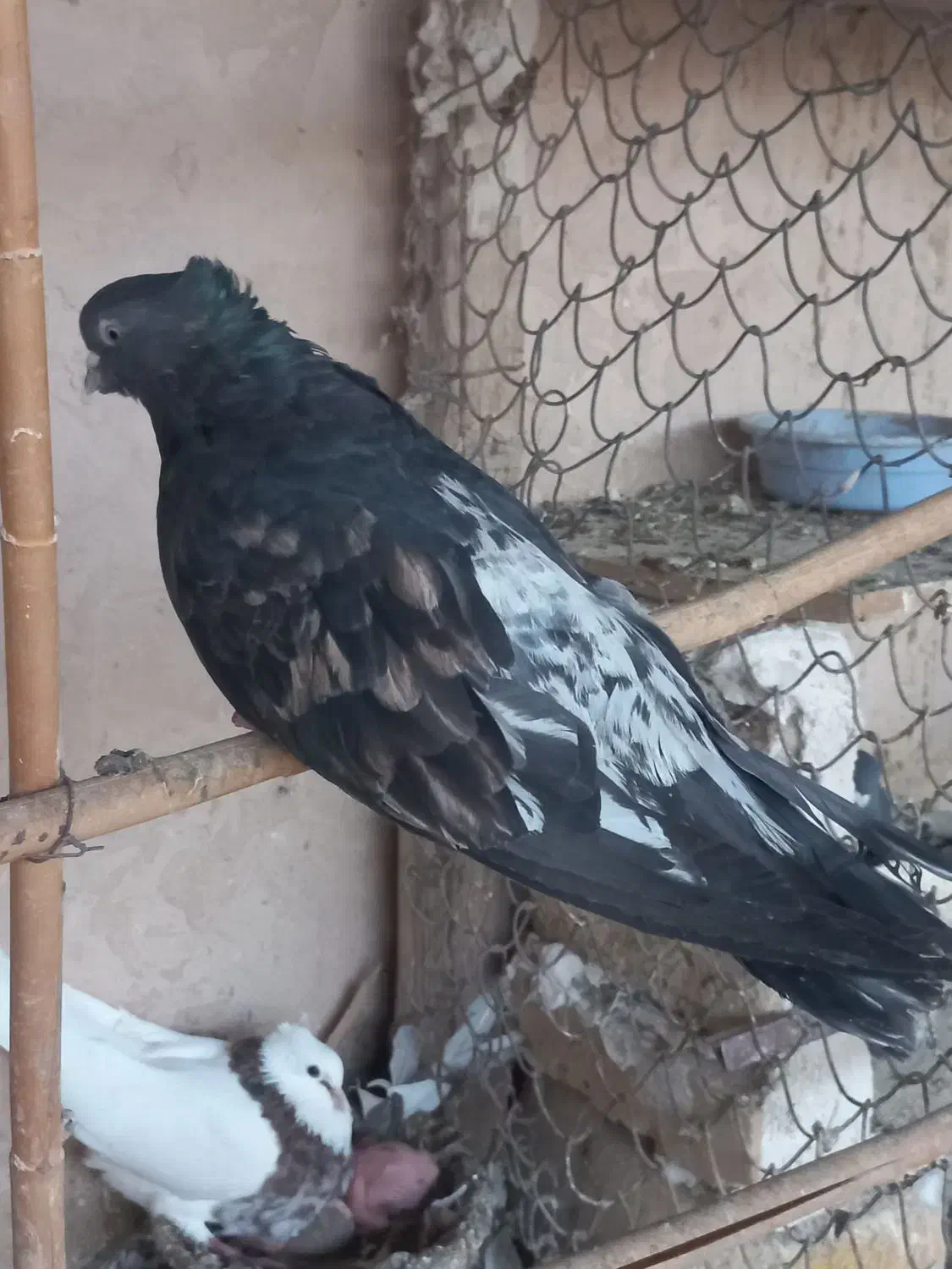 سرورآتشی|پرنده|قم, نیروگاه|دیوار