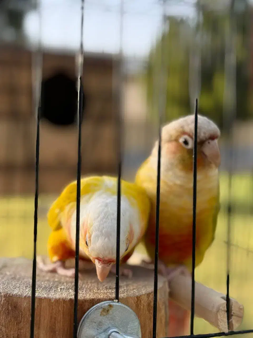 گرینچیک نر پاید و ردچیک ماده|پرنده|کرج, فاز ۳ گوهردشت|دیوار