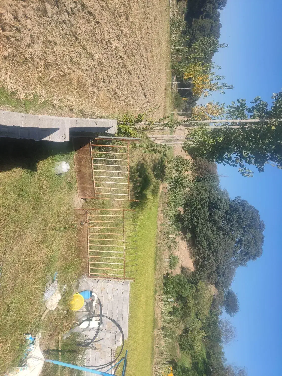 ۴۰۹۰ متر باغ کیوی با درختان سه ساله|فروش دفتر صنعتی، کشاورزی، تجاری|قائمشهر, |دیوار