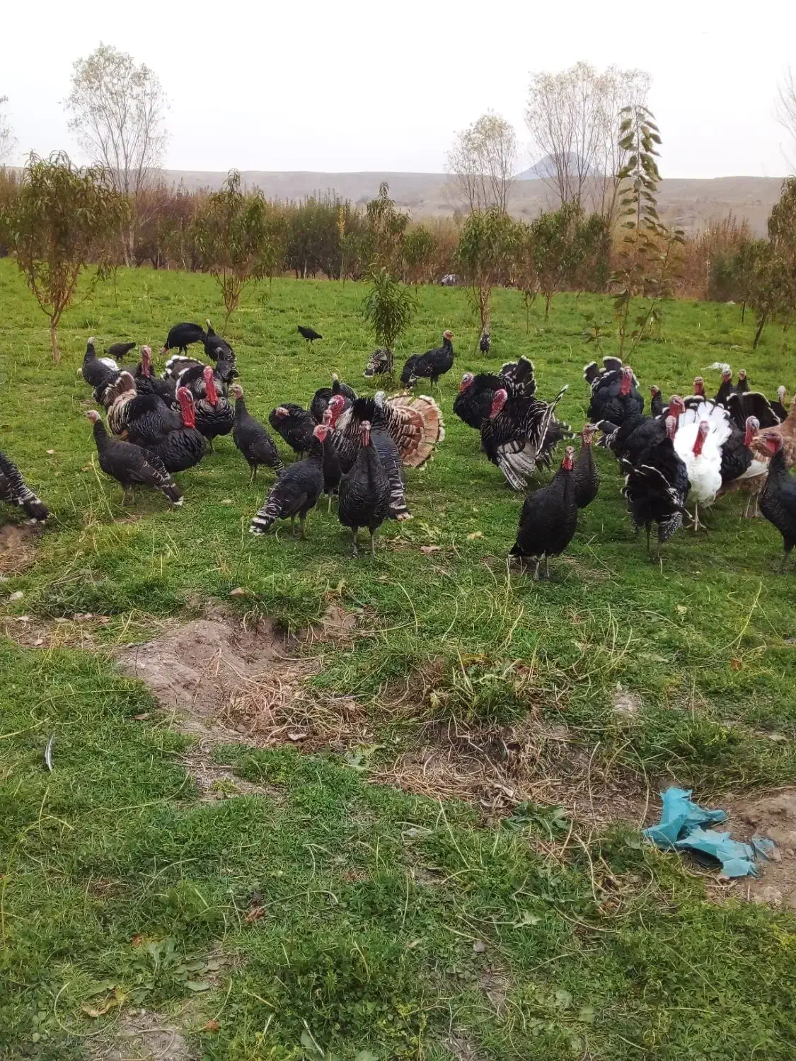 بوقلمون‌طبیعی|حیوانات مزرعه|مشگین شهر, |دیوار