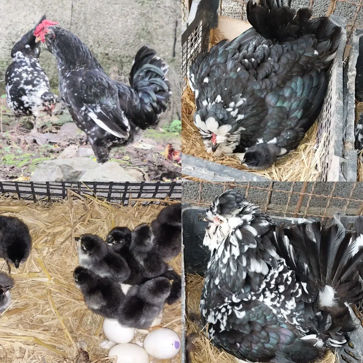 جوجه مرغ و خروس گلین|حیوانات مزرعه|رشت, بوسار|دیوار