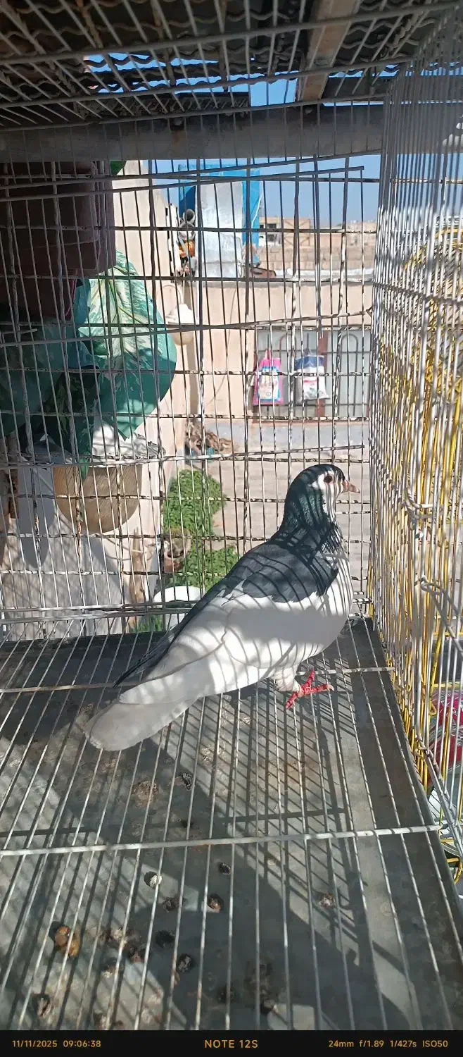 چپ سیاه وامری سیاه ماده|پرنده|بردسکن, |دیوار