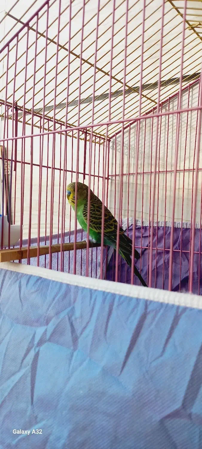 مرغ عشق نر|پرنده|اهواز, شریعتی جنوبی|دیوار