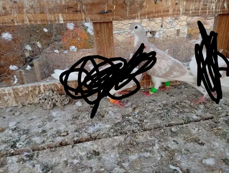 کفتر نروماده|پرنده|نیشابور, باغرود|دیوار