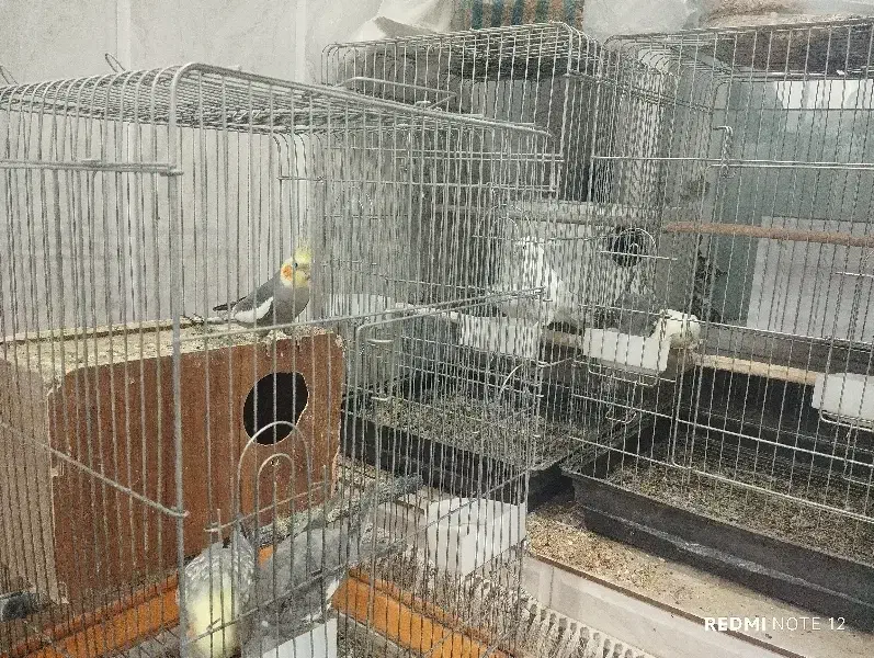 پنج عدد عروس هلندی با دو قفس|پرنده|یزد, |دیوار