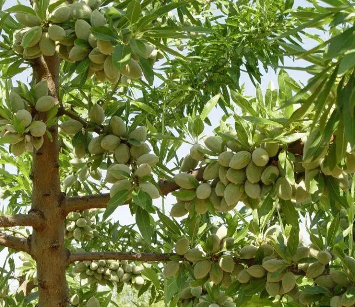 نهال بادام|گل و گیاه طبیعی|جلفا, |دیوار