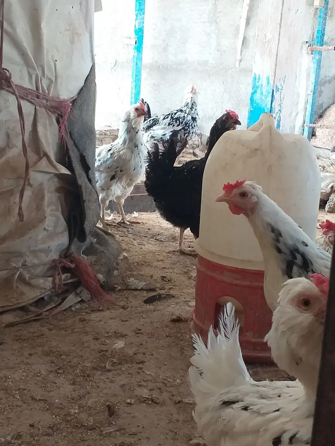 تخم نطفه دار گلین|حیوانات مزرعه|خمینیشهر, |دیوار