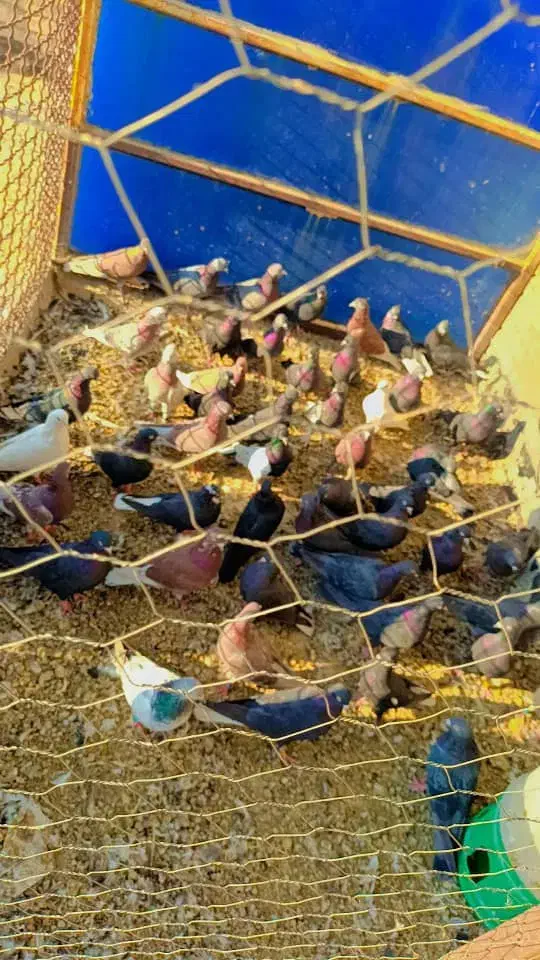 40عدد لوت|پرنده|خرمشهر, |دیوار