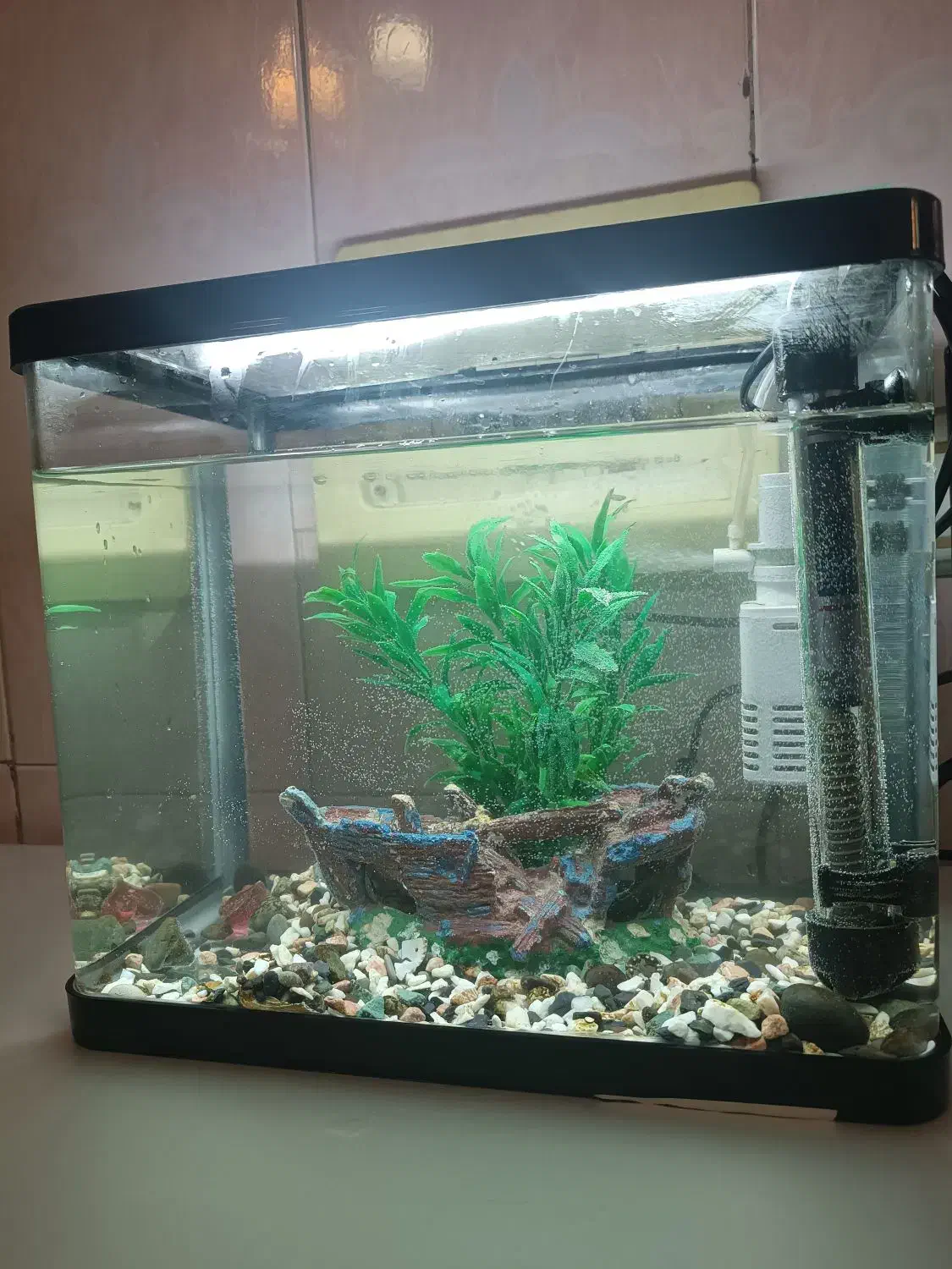 آکواریوم|ماهی|رباطکریم, الارد|دیوار