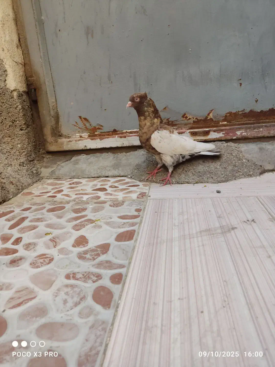 کبوتر|پرنده|خرمشهر, |دیوار