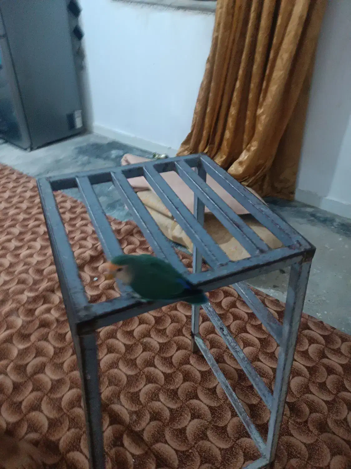 طوطی کوتوله یا برزیلی|پرنده|اهواز, زرگان|دیوار