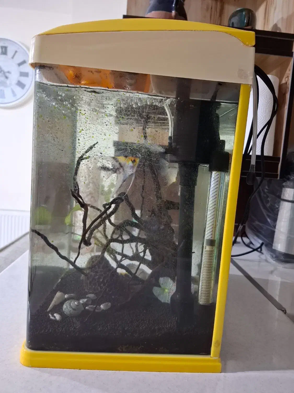 آکواریوم|ماهی|صدرا-فارس, فاز ۱|دیوار