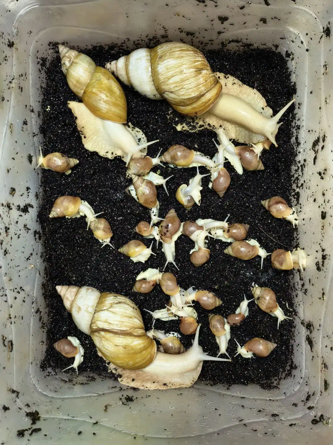 حلزون|خزنده|قم, نوقطار|دیوار