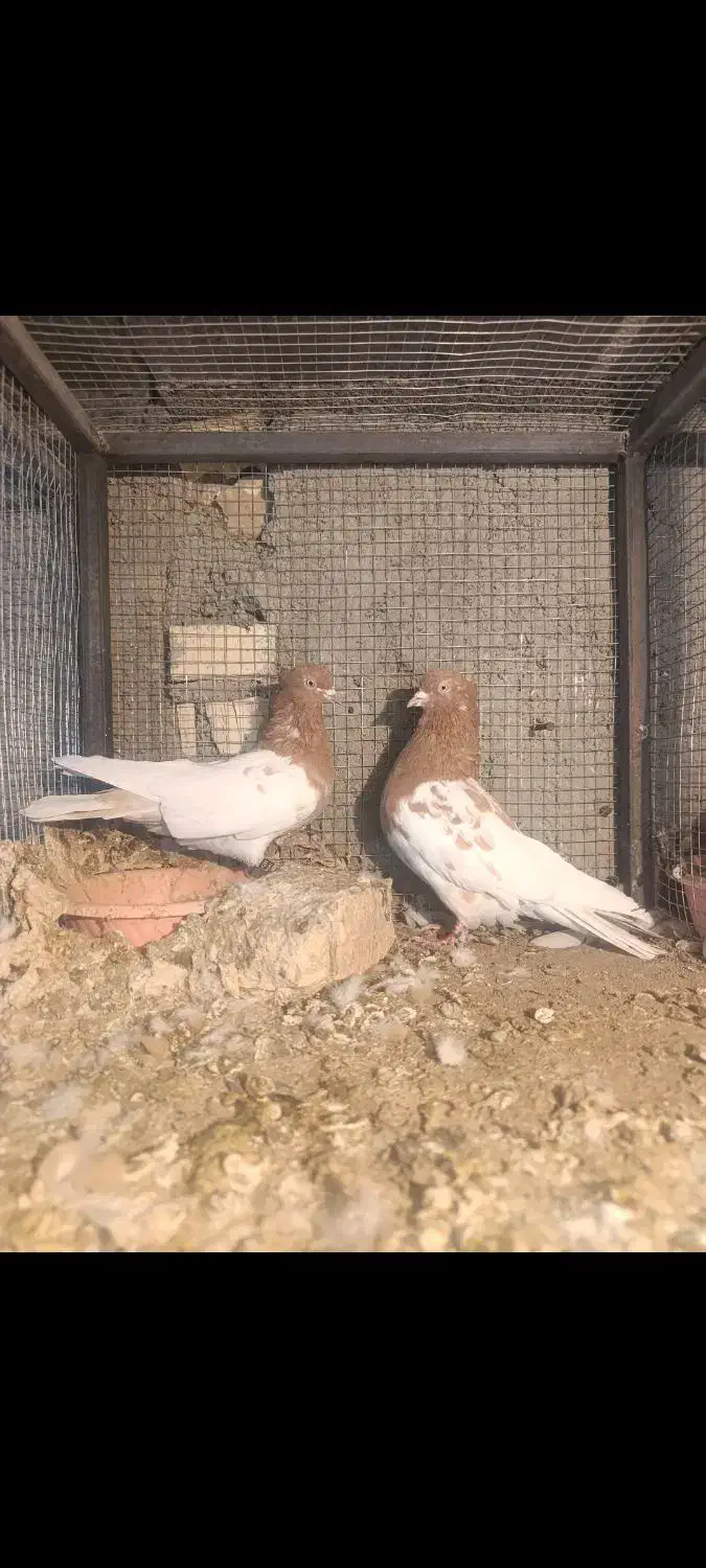 کفتر نقش .رنگی .سینه ای کله ای ودورگ|پرنده|باغ بهادران, |دیوار
