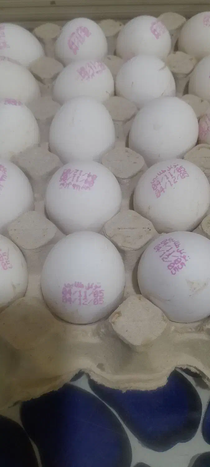 تخم مرغ شانه ۳۰۰|خوردنی و آشامیدنی|اهواز, اسلام آباد شرقی|دیوار