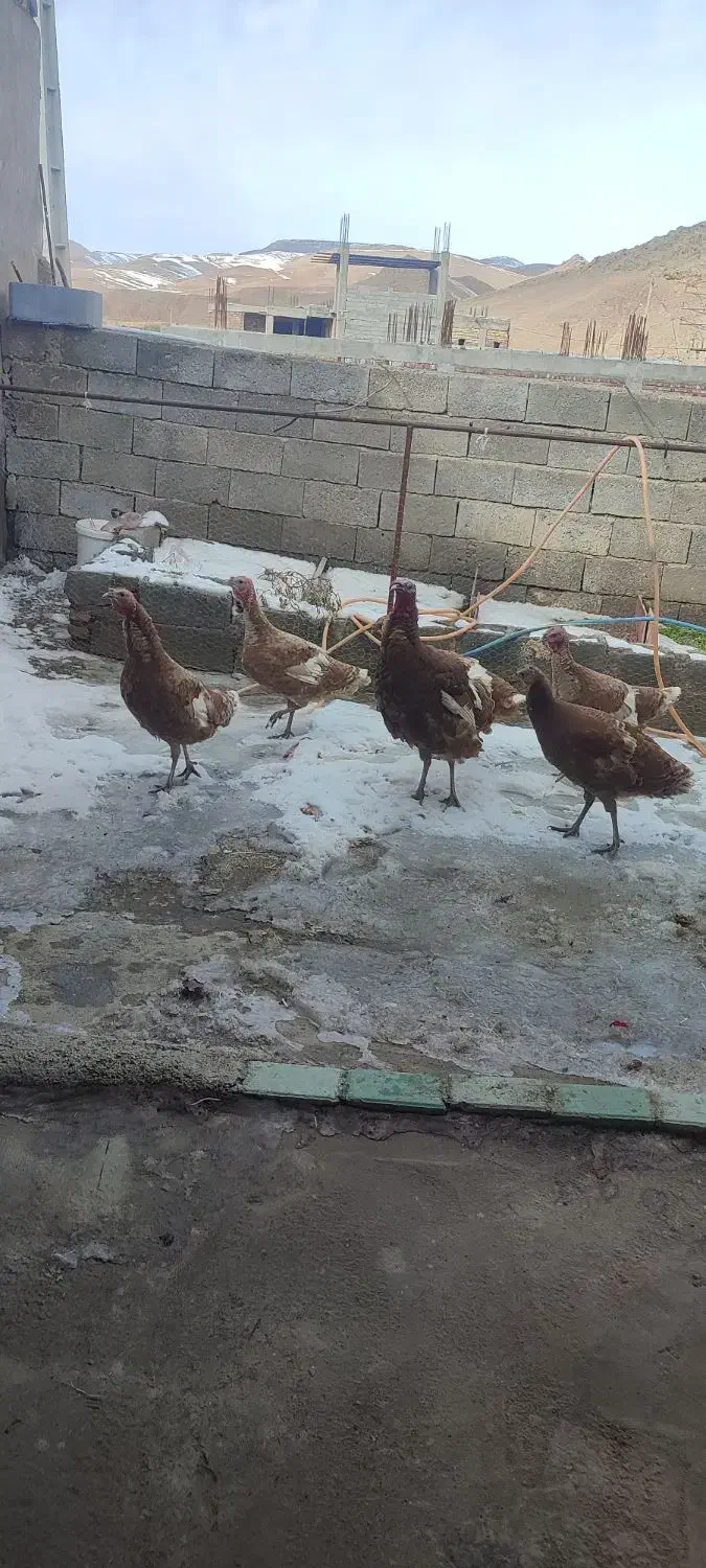 فروش بوقلمون|حیوانات مزرعه|لیلان, |دیوار