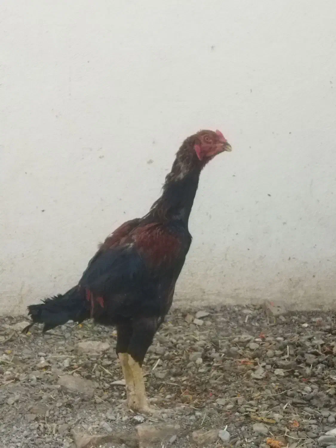 یک خروس لاری یا دو تا مرغ لاری|حیوانات مزرعه|تربت‌حیدریه, شهید قرنی|دیوار